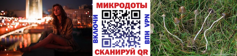 Купить  Дубна  Галлюциногенные грибы Psilocybe 